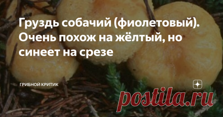 Груздь собачий (фиолетовый). Очень похож на жёлтый, но синеет на срезе О груздях нельзя говорить на ходу, мимоходом, как о мухоморах или грибах-зонтиках, например. Хотя любые грибы требуют к себе уважительного отношения.
Но грузди и торопливость - это как &quot;галопом по европам&quot;, когда за новогодние праздники человек посещает множество европейских столиц, проводя в каждой из них всего по несколько часов.
Ну и что он там успевает увидеть, рассмотреть, запомнить? Вроде и
