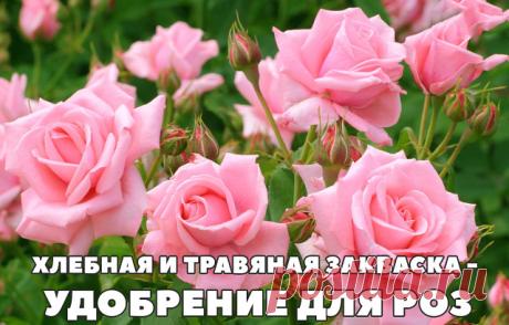 (96) Одноклассники