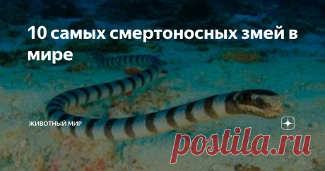 10 самых смертоносных змей в мире Вашему вниманию представляю десятку опаснейших и смертоносных змей на планете:
#10 Гремучая змея "Мохаве"
Гремучая змея Мохаве является очень ядовитой. Она встречается преимущественно в пустынных районах на юго-западе Соединенных Штатов, а также в центральной части Мексики, и, по мнению ученых, она обладает самым ядовитым ядом среди всех видов гремучих змей. Длина гремучей змеи Мохаве составляет о