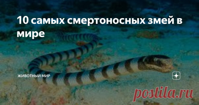 10 самых смертоносных змей в мире Вашему вниманию представляю десятку опаснейших и смертоносных змей на планете:
#10 Гремучая змея 