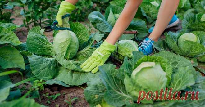 Капуста без рассады в грунт Огород без хлопот - информационный сайт для дачников, садоводов и огородников.