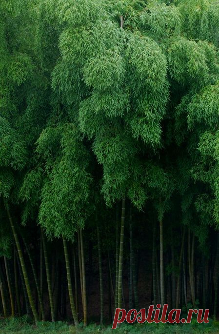 Can't see the forest for the trees... | NATURE / UNIVERSE