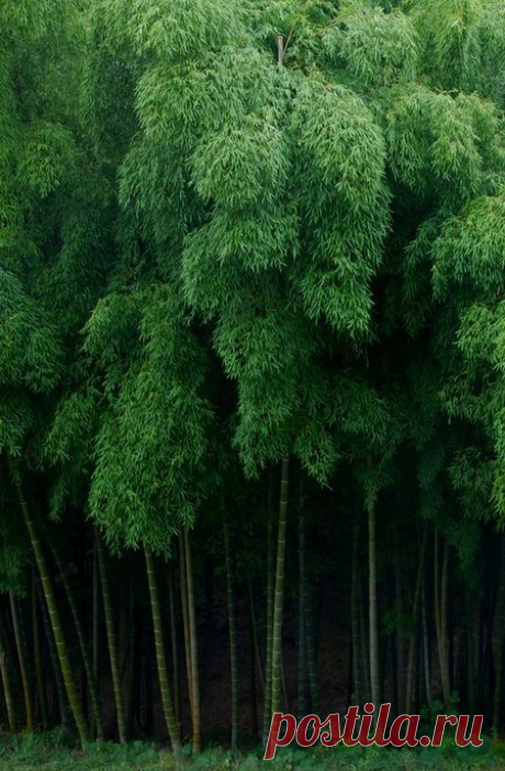 Can't see the forest for the trees... | NATURE / UNIVERSE