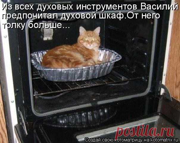 Почему я не очень люблю котов?