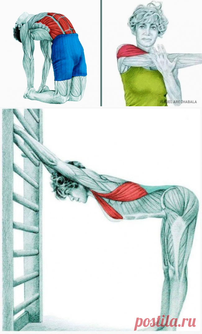 20 изображений, которые покажут, какие мышцы вы растягиваете