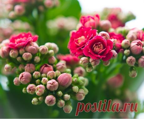 Как ухаживать за каланхоэ
В сегодняшней статье мы говорим о правилах ухода за каланхоэ. Это растение по праву считается домашним «любимцем» многих цветоводов, ведь, помимо декоративных качеств, оно обладае…