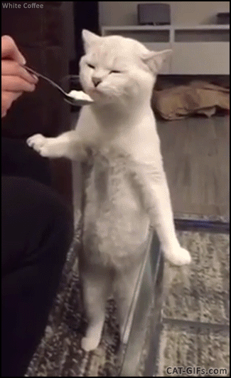 Caturday – Google+