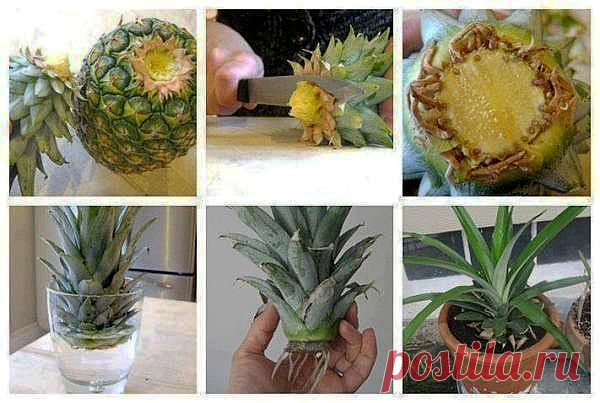 Выращиваем ананас дома