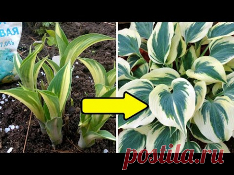 ПОДКОРМИТЕ ЭТИМ ХОСТЫ весной,чтобы кусты были пышные!/Защита хост от слизней.