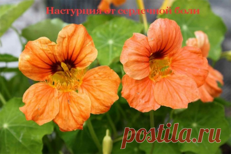 Настурция от сердечной боли
