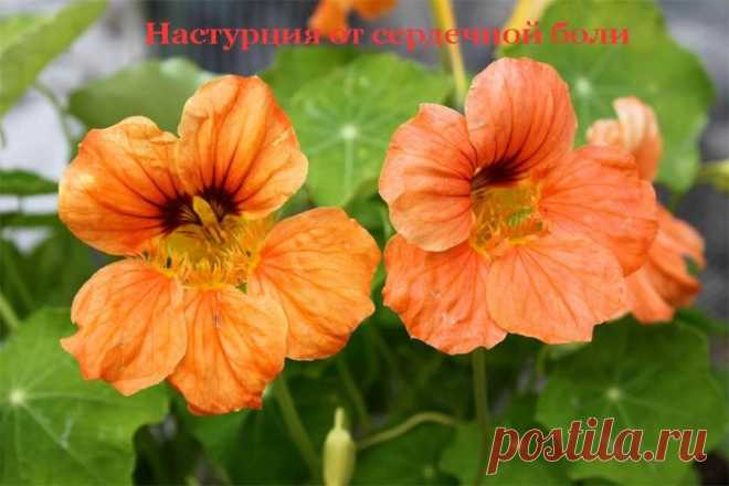 Настурция от сердечной боли