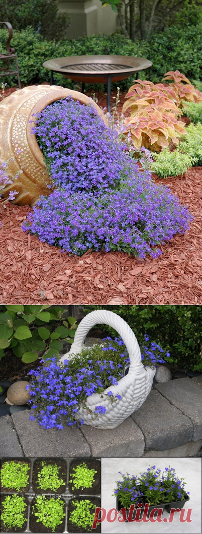 КАК ПРАВИЛЬНО ВЫРАЩИВАТЬ ЛОБЕЛИЮ