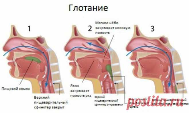 Если что-то застряло в горле — воспользуйся приемом Геймлиха Разные объекты застревают в горле у людей намного чаще, чем Вы можете себе представить: пища, косточка или что-нибудь еще может застрять в дыхательных путях и тем самым потихоньку удушить человека. Как при помощи очень простого приема можно спасти жизнь, когда что-то застряло в горле: 1...
