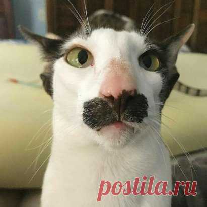 Котонидзе Котошвили