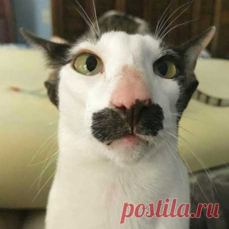 Котонидзе Котошвили