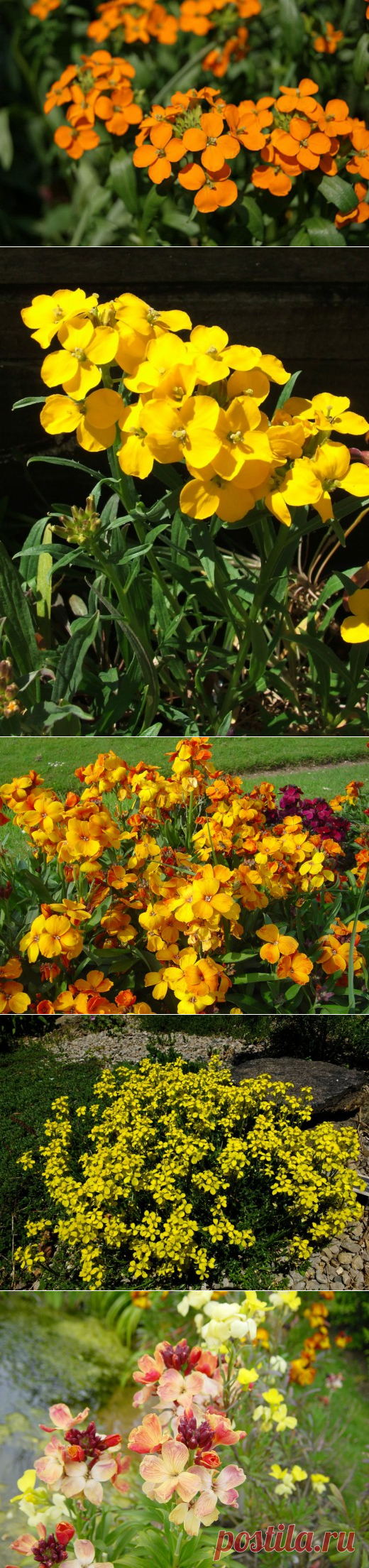 Пронзительная простота желтушников. Уход, посадка, выращивание, размножение. Фото - Ботаничка.ru