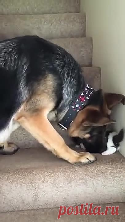 Собака помогает котенку