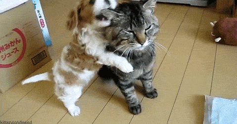 Любовь к ближнему - Животные - Гиф приколы скачать GIF бесплатно - Лучшие gif приколы и анимационные картинки