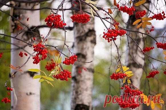 Спокойна русская природа. 
Берёзы. Поле. Облака. 
Я слышу: катится подвода. 
Я вижу: катится река. 

Блестит солома золотая, 
Петляет ниточка ручья. 
Мне птицы машут, улетая 
На юг, в заморские края. 

Танцуют дождики рябые 
На рыжих листьях сентября. 
И на ветру горят рябины, 
Как снегириная заря. 
~~~~~~~~~~~~~~~~~~~~~​​   ​

М. Пляцковский