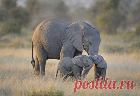 Слоны и слонята