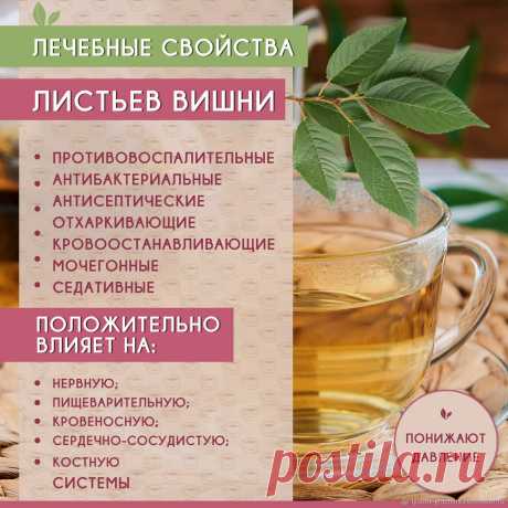 Леебные свойства листьев вишни