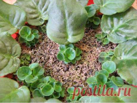 Форум коллекционера фиалок Петровича.  Выращиваем деток сенполии-стандарта из листового черенка.