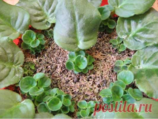 Форум коллекционера фиалок Петровича.  Выращиваем деток сенполии-стандарта из листового черенка.