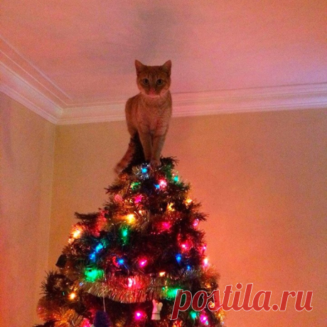 Потому что звезда в доме только одна :)