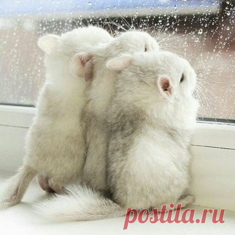 Животные, которые на 90 % состоят из очарования