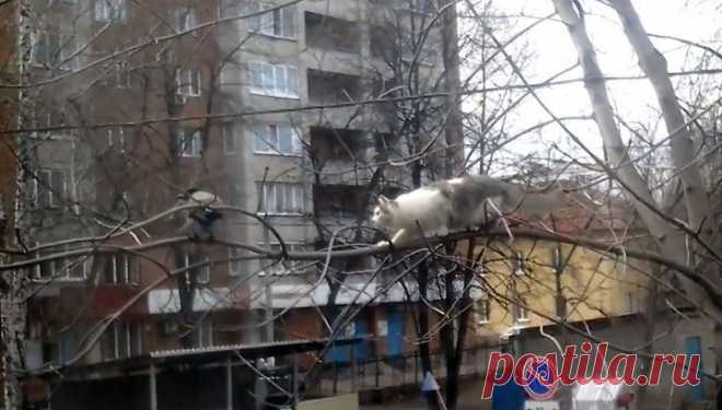 Ворона затроллила кота на ветке дерева