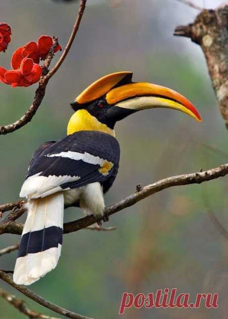 WOA Animal – Google+