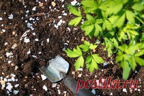 Как сделать удобрение из яичной скорлупы и правильно его применять