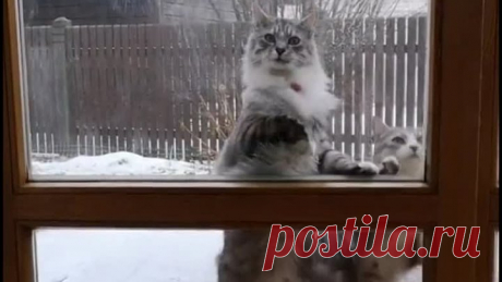 Мама, я невесту привел!