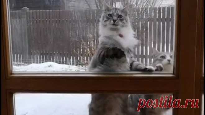 Мама, я невесту привел!