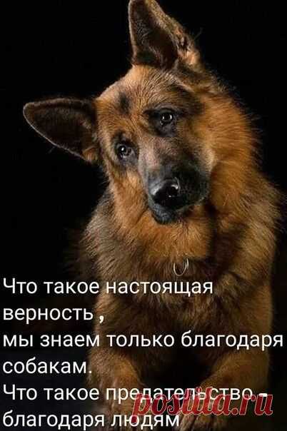 Фотоальбом Разное группы Меньшие друзья 🐶🐱🐭🐹