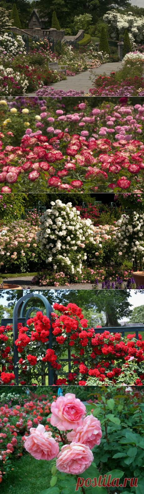 ХОЧУ  ТАКОЙ САД!