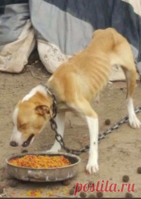 Ее оставили на привязи без воды и еды с 8 щенками на 2 недели
Человеческая жестокость не знает предела. Собака по кличке Морган была брошена на заднем дворе своего дома после того, как ее хозяева уехали. Они не забрали ее с собой, а вместо этого приковали к цеп…