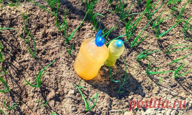 Полейте этим лук чеснок в мае-июне если перья пожелтели. Желтизна проходит на глазах, а головки растут с кулак Очень частая ситуация, когда у лука и чеснока желтеют перья, то-есть листочки. Чаще всего пожелтение случается из-за 3‑х факторов. Первый и самый