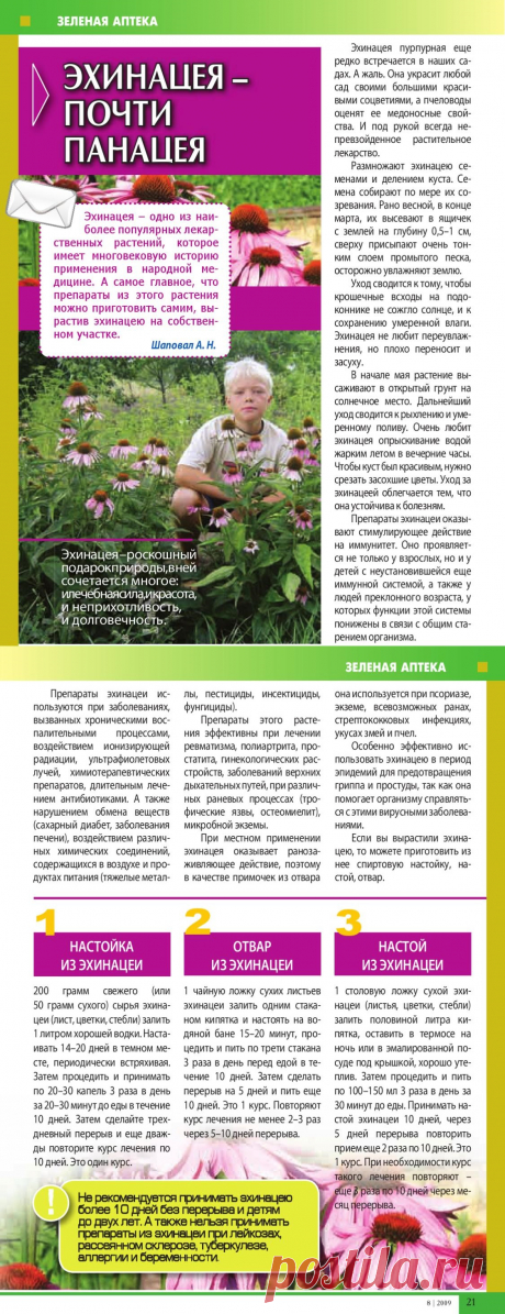 Эхинацея - почти панацея