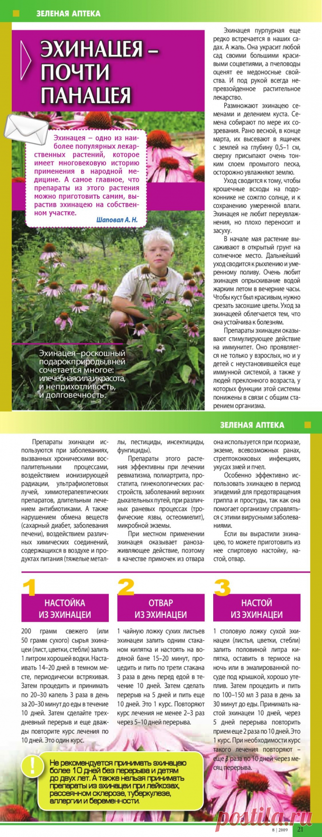 Эхинацея - почти панацея