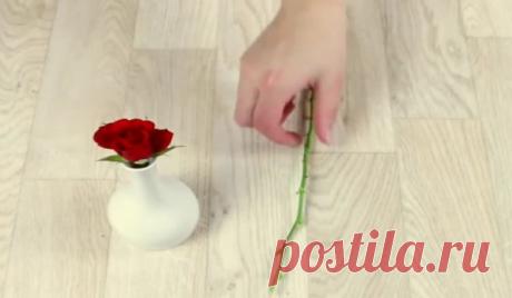 Как вырастить розу в картошке