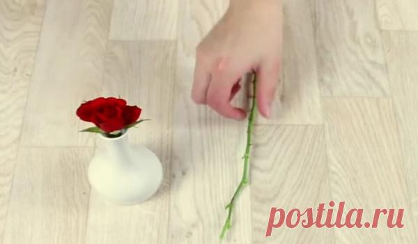 Как вырастить розу в картошке