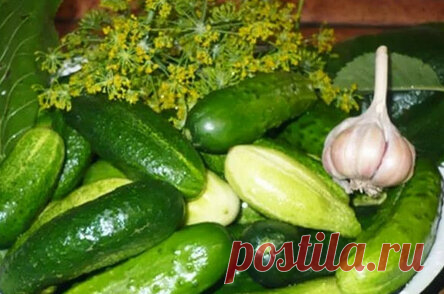 Огурцы «Злодейские» — и хрустящие, и ароматные и очень вкусные!