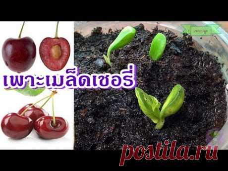 วิธีเพาะเมล็ดเชอรี่นอก ปลูกต้นเชอรี่นอกจากเมล็ด งอกเร็ว 15 วัน