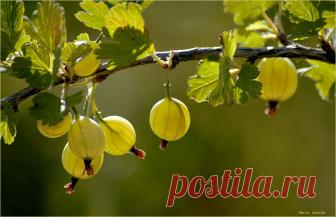 10 садовых культур, которые нельзя сажать в тени При посадке и обрезке нужно учитывать отношение культур к солнечному свету. Есть такие, как, например, черная смородина, которые хорошо растут в тени, а есть такие, которые без солнца совсем не плодоносят...