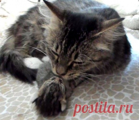 Котёнок родился на 4 дня позже всего выводка – мама так и осталась для крохи самым близким существом Двухлетнюю кошку Шелби нашли прямо перед родами. Один неравнодушный человек случайно её увидел и затем подкармливал в первые дни материнства.

Когда котята начали ходить, их поймали и доставили в местный приют. Оттуда их забрали арлингтонские (штат Вашингтон) зоозащитники Purrfect Pals и сразу пер