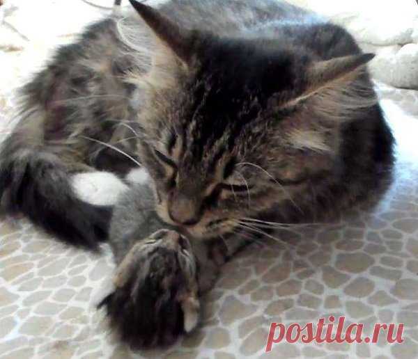 Котёнок родился на 4 дня позже всего выводка – мама так и осталась для крохи самым близким существом Двухлетнюю кошку Шелби нашли прямо перед родами. Один неравнодушный человек случайно её увидел и затем подкармливал в первые дни материнства.

Когда котята начали ходить, их поймали и доставили в местный приют. Оттуда их забрали арлингтонские (штат Вашингтон) зоозащитники Purrfect Pals и сразу пер