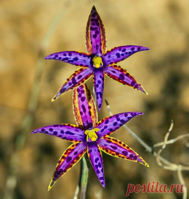 Queen of Sheba orchid. Thelymitra variegata. Just had to take a photo of this fabulous orchid before I leave on my trip as it will probably be finished by the time I get back. This orchid is found in woodland in sandy soils, often at the side of a track. Perhaps the most beautiful wild orchid in Western Australia. The flowers can vary in size, colour and markings.