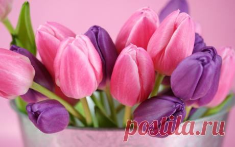 Обои Самые весенние цветы, красивые фото и картинки Самые весенние цветы  обои для рабочего стола, заставки и фоны