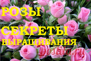 Роза. Секреты выращивания. — 6 соток